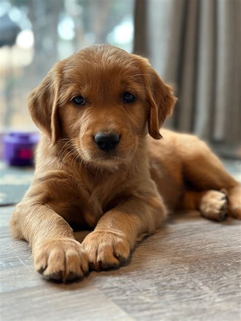 akc golden retriever puppies red valley retrievers