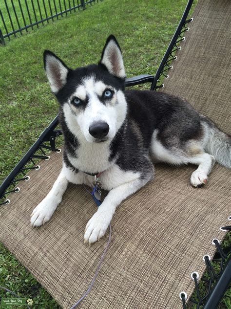 Stud Dog - Female Siberian husky! - Breed Your Dog