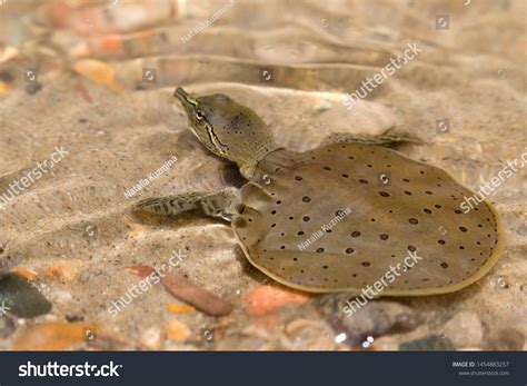 Spiny turtle Images, Stock Photos & Vectors | Shutterstock