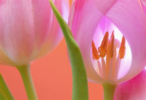 Le guide de la Tulipe - Blog bricolage