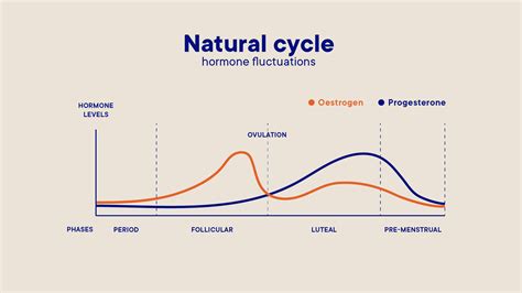 Menstrual Cycle Phases On Birth Control