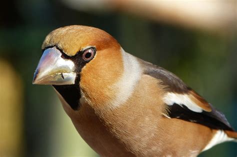 Gros-bec casse-noyaux (Coccothraustes coccothraustes – Hawfinch) - le ...