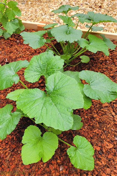 About - Zucchini Zone