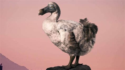 Dodo animal extinto por el hombre en 1681 » Se Responsable Noticias ...