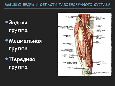 Визуализация тазобедренного сустава