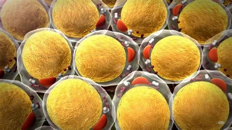 Fat cells work different ‘shifts’ throughout the day | University of Surrey