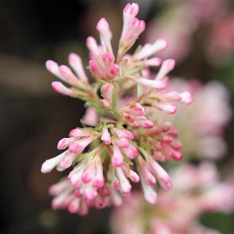 Viburnum x bodnantense 'Charles Lamont' - Winter-flowering pink Naked