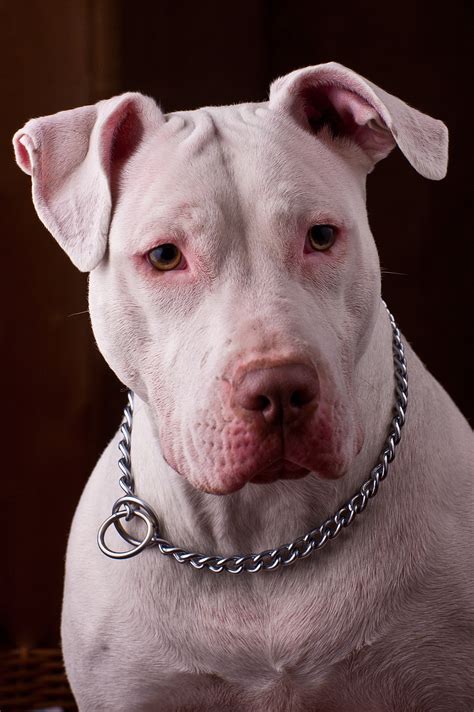 All White Pitbulls