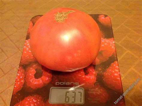 Розовый гигант - Альбомы - tomat-pomidor.com
