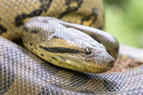 What Are Interesting Facts About Green Anaconda at Holly Suarez blog