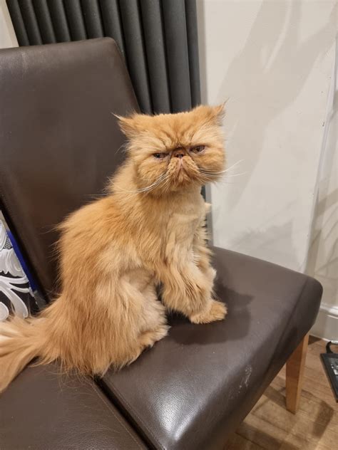 Ugly Flat Face Cat Breed