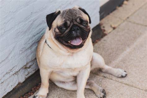 Σκυλάκι Pug (Παγκ): Ο πιο παιχνιδιάρικος σκύλος συντροφιάς