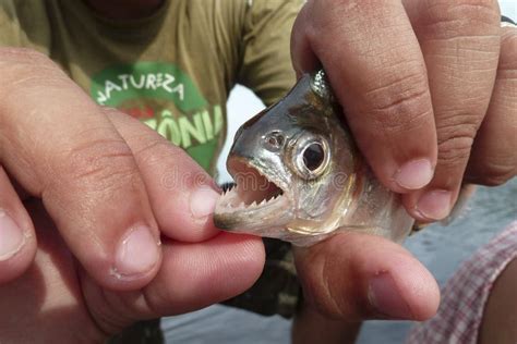 Close-up of a Piranha with Open Jaw Hol in Hands, Rio Negro, Brazil Stock Image - Image of fauna ...