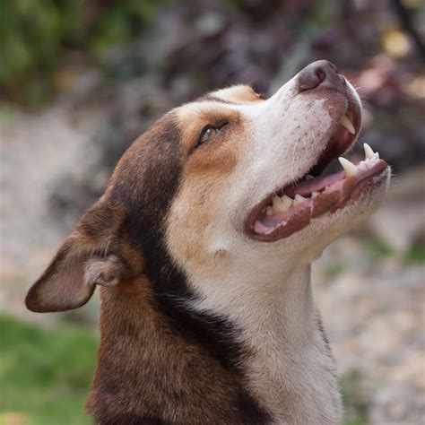 Pitsky Mixed Dog Breed Pictures, Characteristics, & Facts