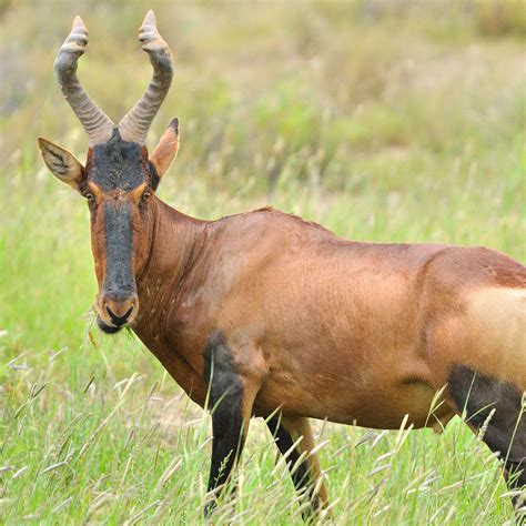 red hartebeest