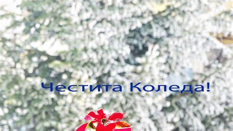 ЧЕСТИТА КОЛЕДА! - Nova.bg