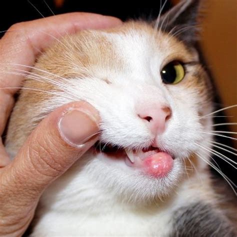 eosinophilic granuloma complex  dogs  cats sandton veterinary clinic