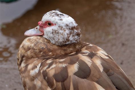 Muscovy Duck | Audubon Field Guide