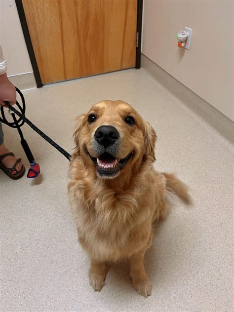 cascade park animal hospital