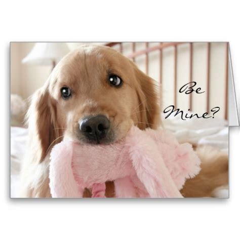 3852 best images about Golden Retriever on Pinterest | Beautiful dogs ...