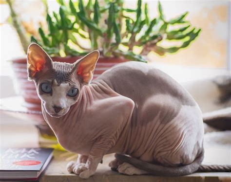 8 Sphynx Cat Colors: An Overview (With Pictures) | Hepper