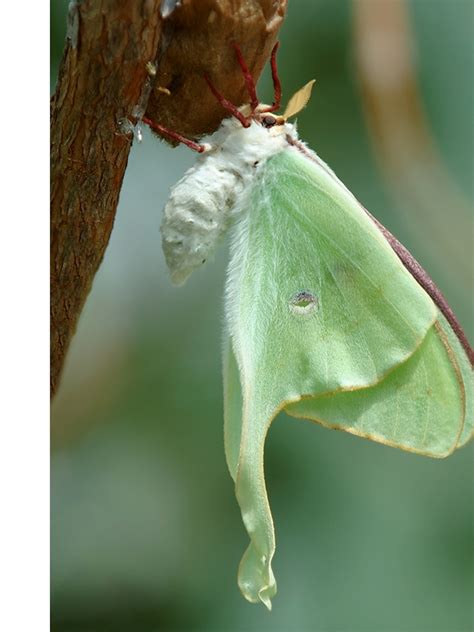 Luna Moth