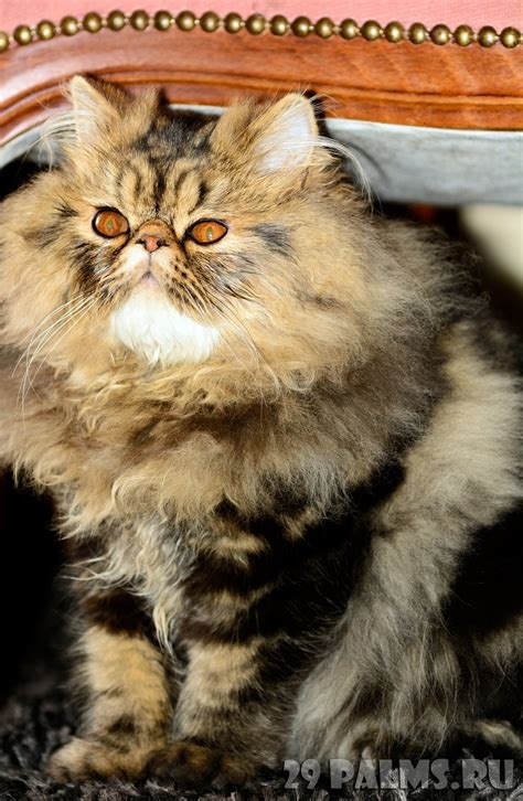Персидский кот полосатый - картинки и фото koshka.top