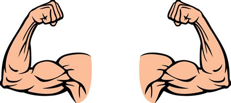 bicep muscle flexing png illustration  pn vrogueco