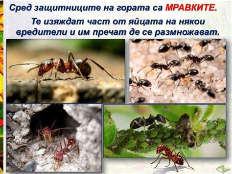Животните на сушата - ЧП,-3-клас,-Булвест