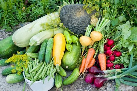 Russian Vegetable Dishes