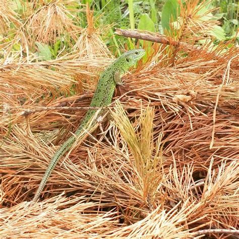 Зеленый постоялец на даче 🐉Беспардонно проползла по моим ногам на бегу ...