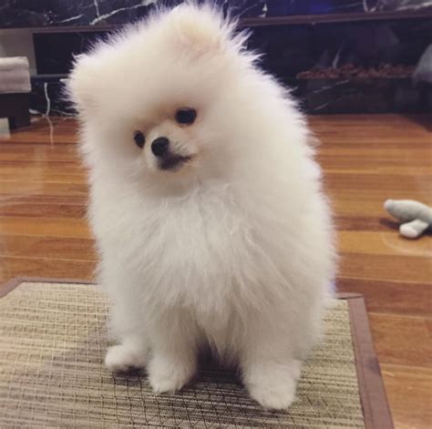 Pomeranian puppies for sale – Pomeranian Puppy Paradise