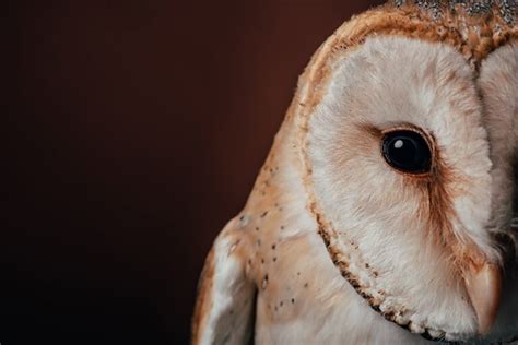 Do Owls Stay Awake the Whole Night? Here’s What We Know