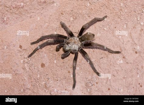 Western Desert Tarantula (Aphonopelma chalcodes) adult, with leg missing, crossing path, Zion N ...