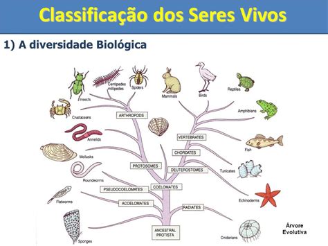 Por Que é Importante Classificar Os Seres Vivos - 6