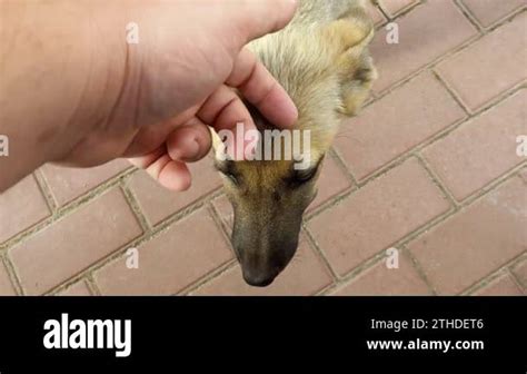 homeless dogs. mongrels. red dog. good sweet dog. little puppy. skinny ...