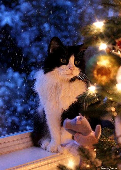 Котик у новогодней елки | Милые котики, Очаровательные котята, Котята