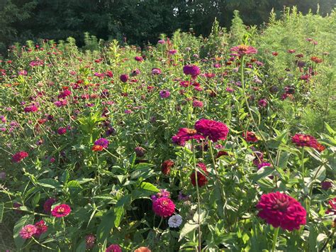 HoopsyDaisy Farm added a new photo. - HoopsyDaisy Farm