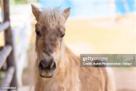 pony face   premium high res pictures getty images