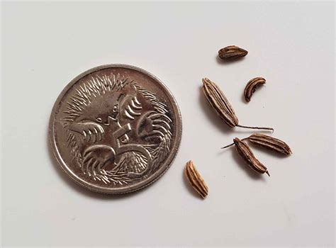 Foeniculum vulgare - Sweet Fennel (Organic) - The Seed Vine