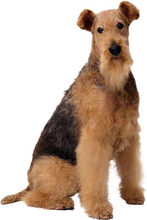 Собака фото png