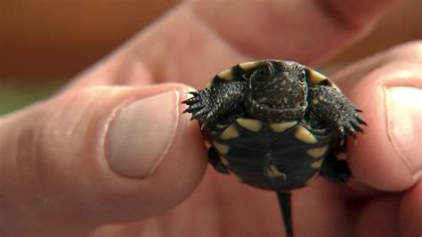 Archäologen finden erstaunliche Überreste von Schildkröten | MDR.DE