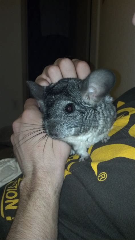 428 best images about Chinchilla on Pinterest | Gerbil, Small pet ...