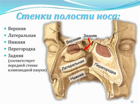 Функциональная анатомия дыхательной системы - презентация онлайн