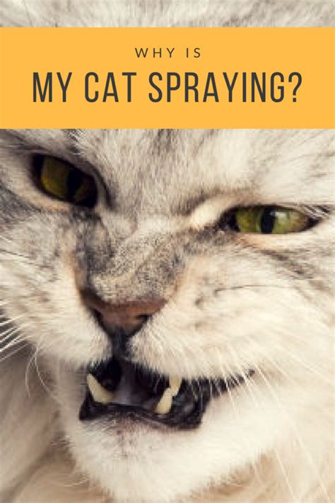 Cat Spraying: Why Your Cat Marks His Territory