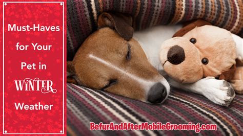 Tips For Keeping Your Pets Happy, Warm and Safe This Winter - Befur and ...