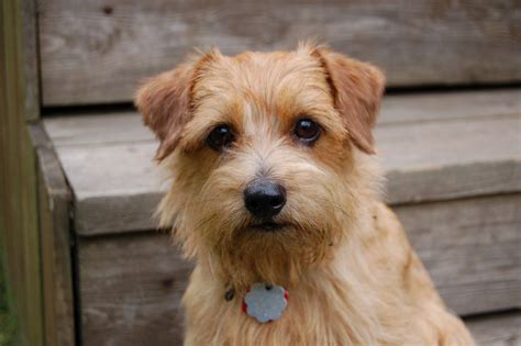 Terrier Breeds Mixed - Pets of Life