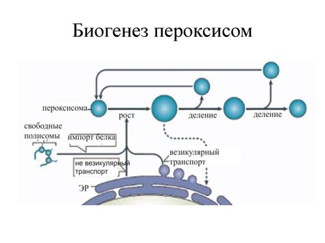 Пероксисомы/Микротельца - презентация онлайн