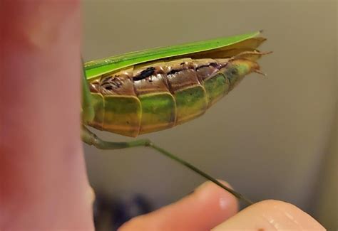 abdomen    rprayingmantis