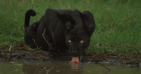 The Real Black Panther - National Geographic Channel Abu Dhabi Photos